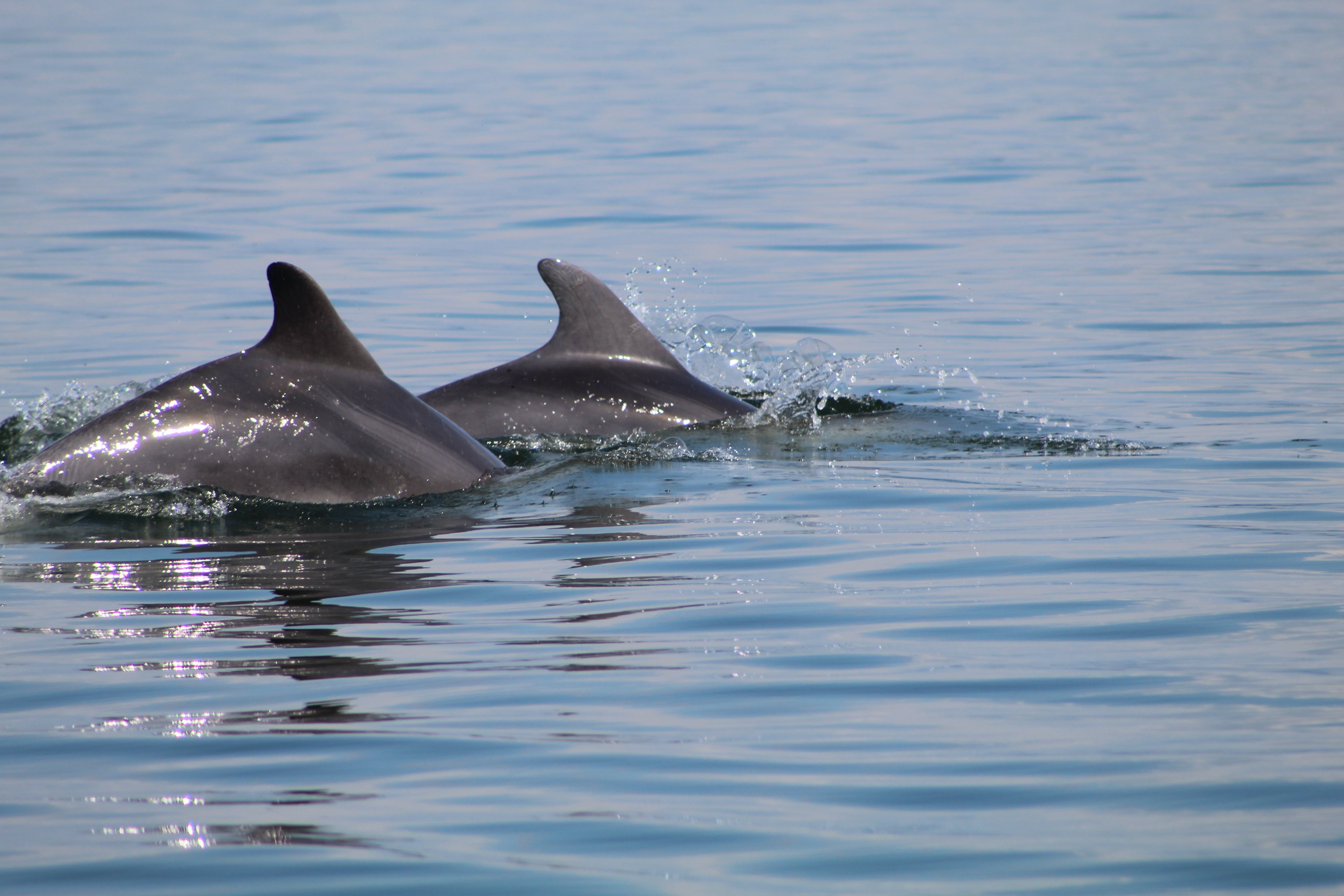 Dolphins in the Ambracian Gulf