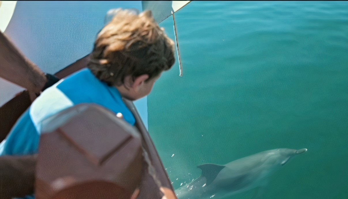 Dolphins saying hi